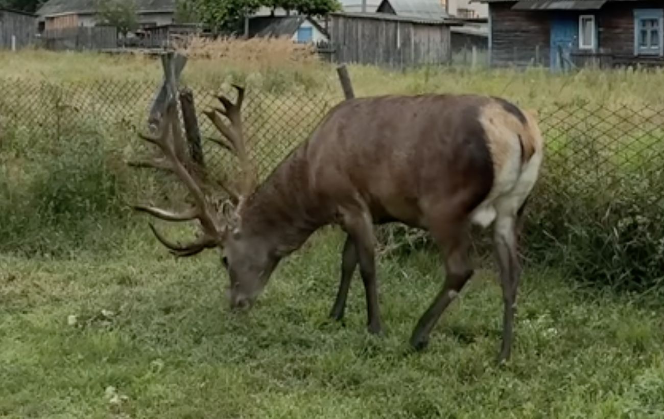 Зображення