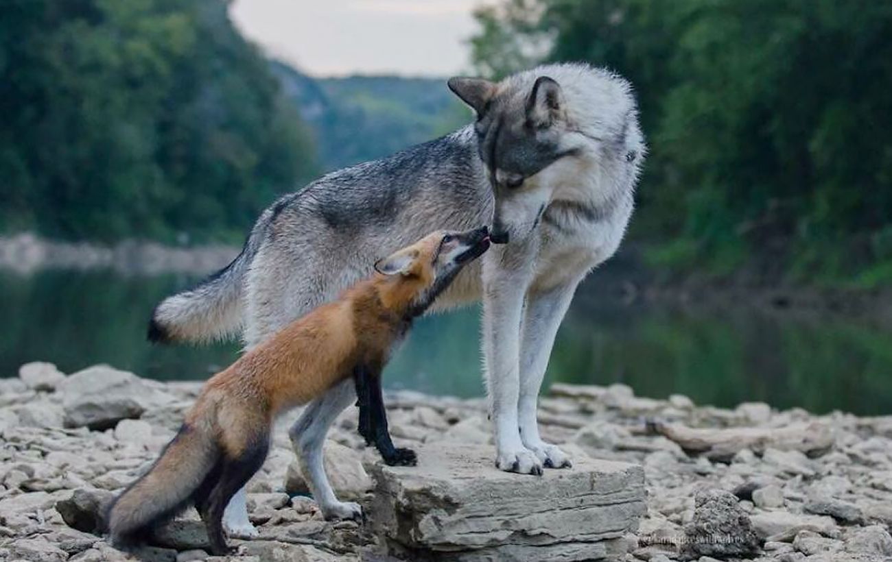 Зображення